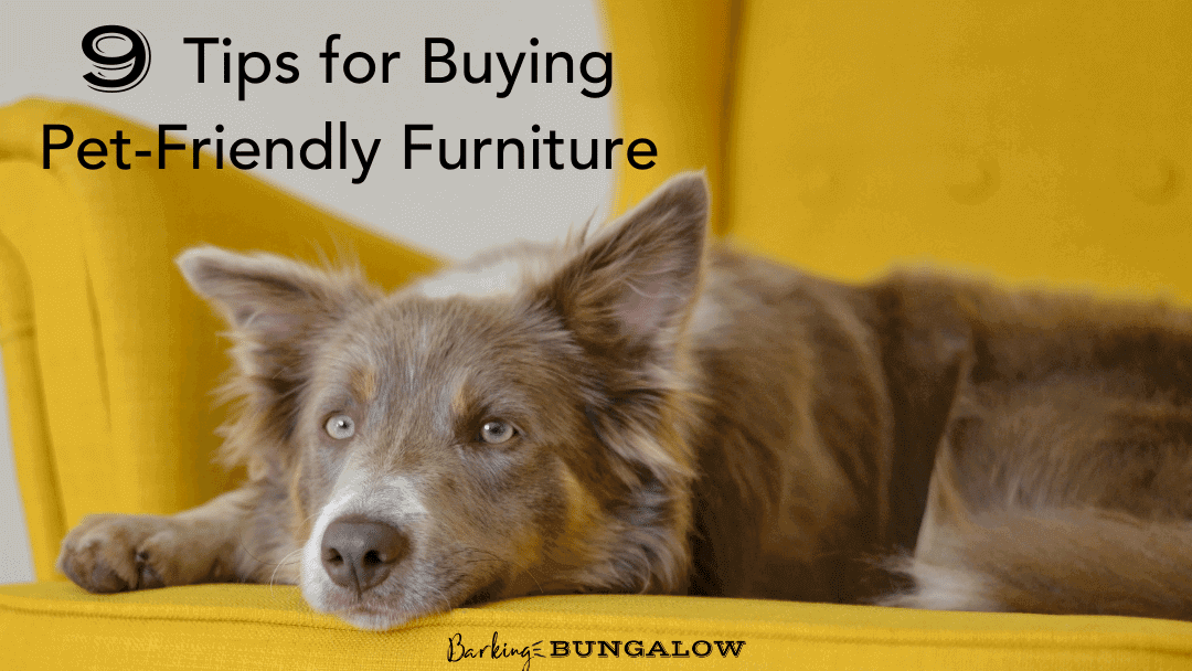 9 Tips For Buiying Dog Friendly Furniture
