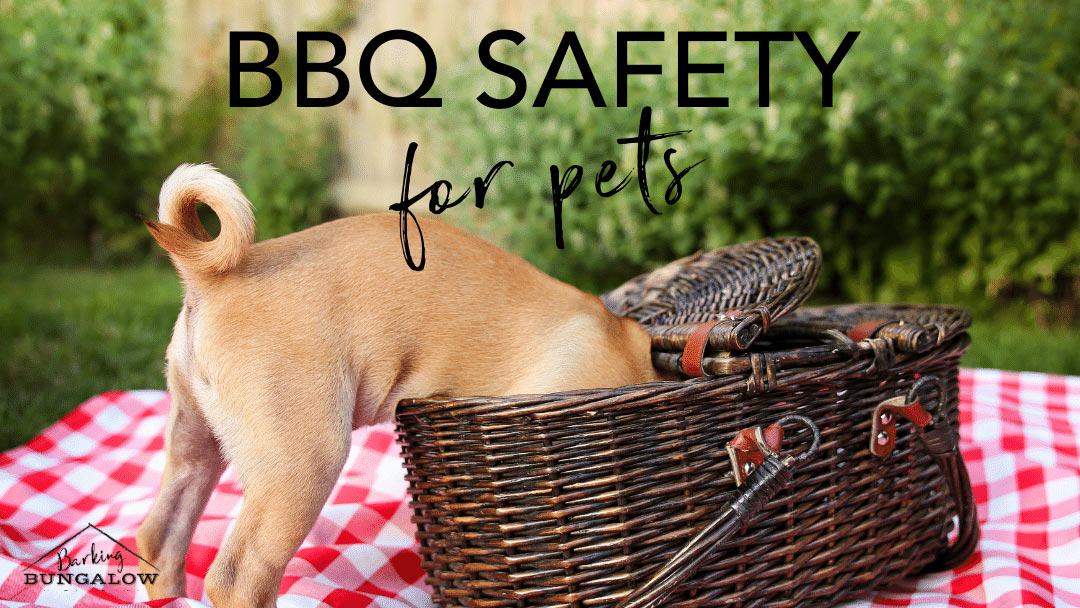 BBQ Safety for Pets