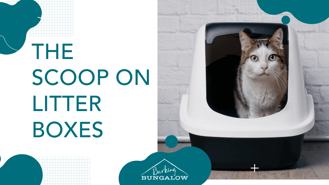 The Scoop On Litter Boxes