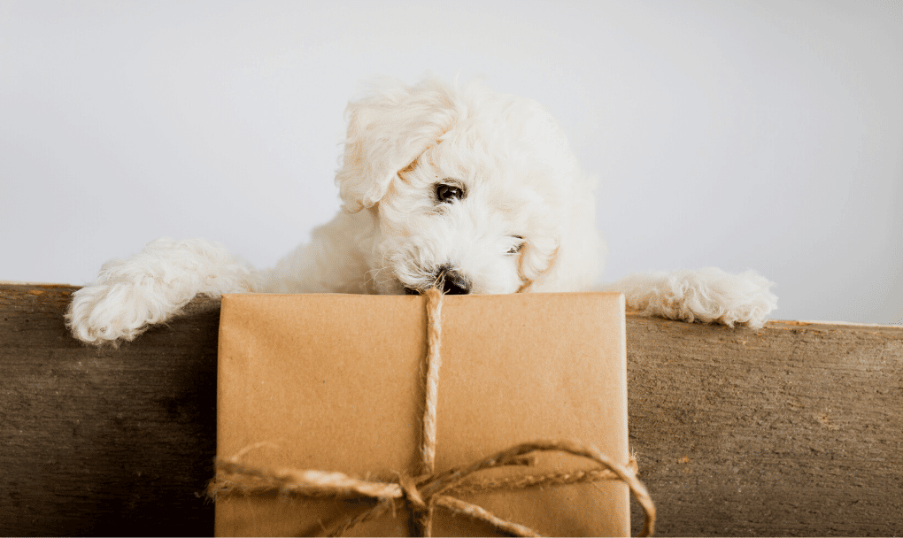 PAWTHER'S DAY GIFT GUIDE