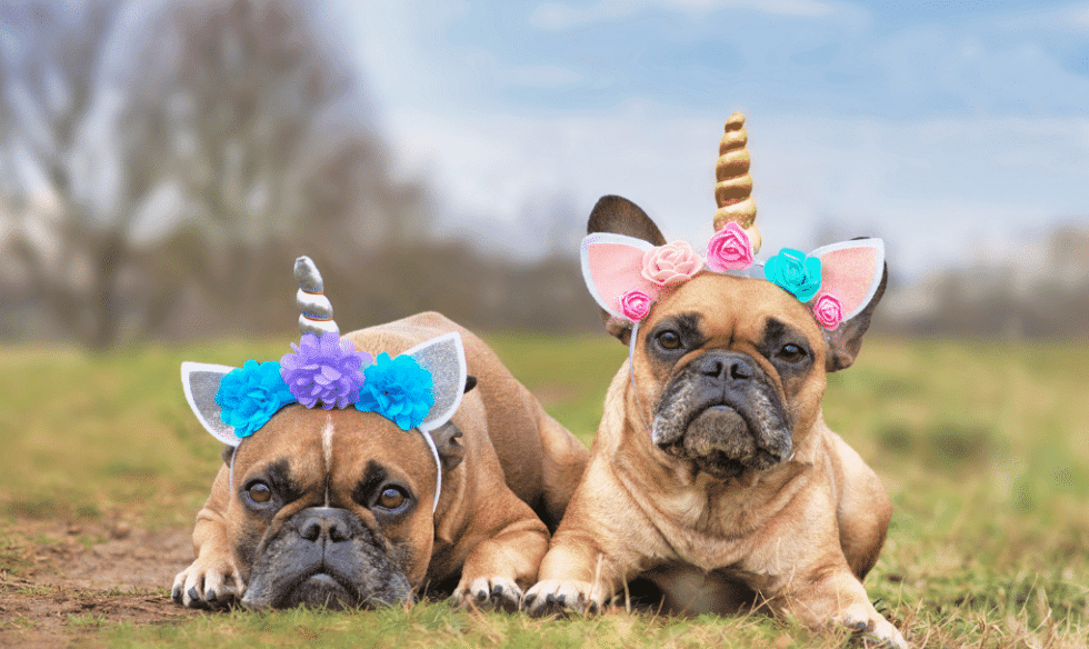 unicorn dog stuff