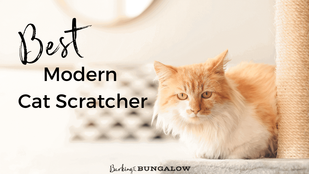 The Best Modern Cat Scratchers for a Happy Cat and Stylish Home