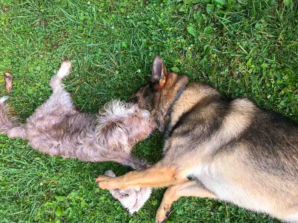 Backyard Doggie Playdate Set-Up