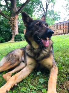 Backyard Doggie Playdate Set-Up