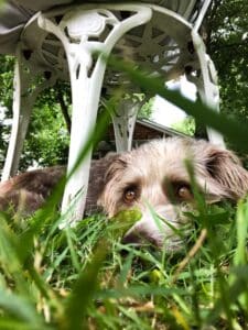 Backyard Doggie Playdate Set-Up