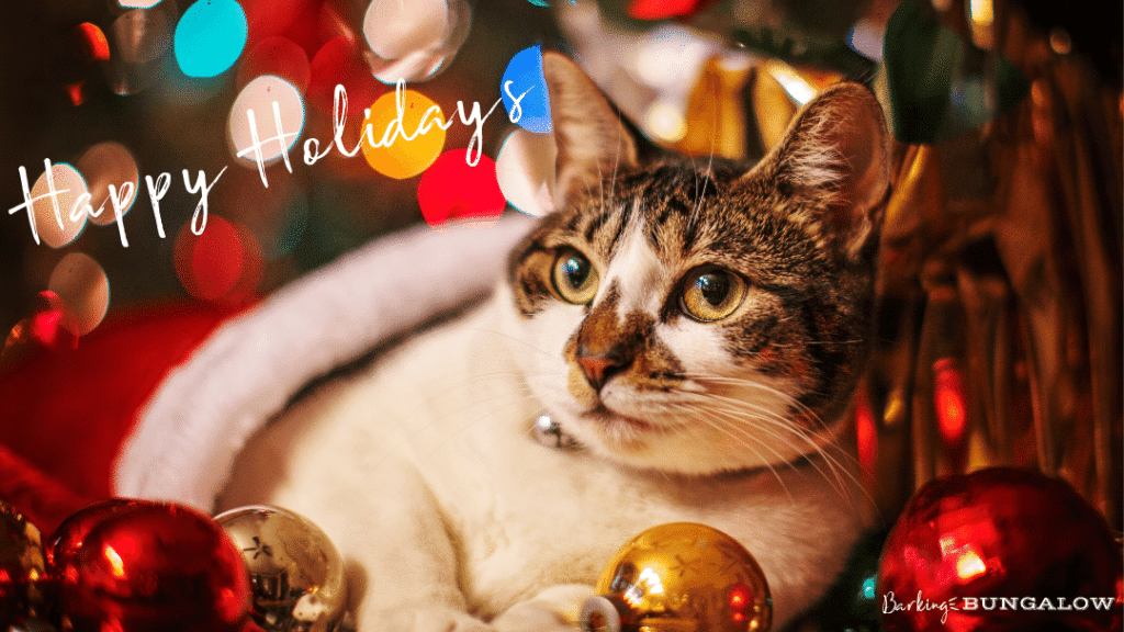 Celebrate the Holidays with your pet