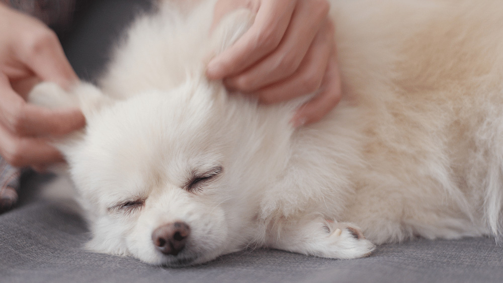 Dog Massage