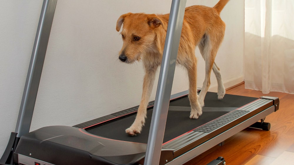 Dog Treadmill