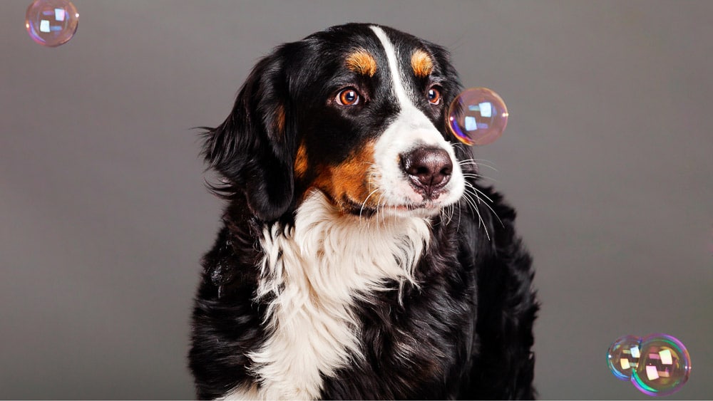 Dog and Bubbles