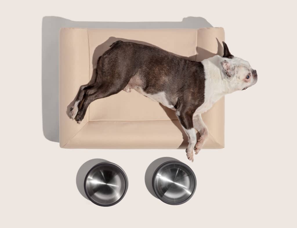 Modern Dog: Wild one bed and bowls