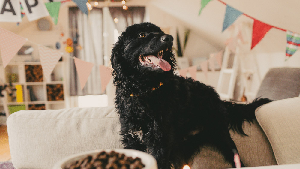 Dog Birthday Party