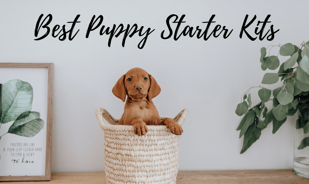 Best Puppy Starter Kit