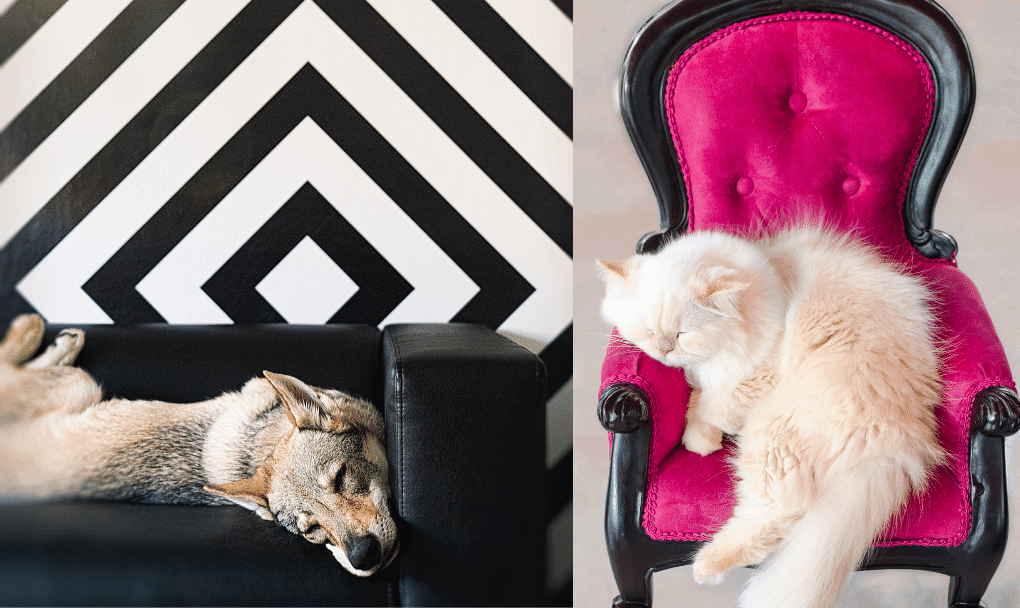 Hollywood Regency - Pet-Friendly Interior Design