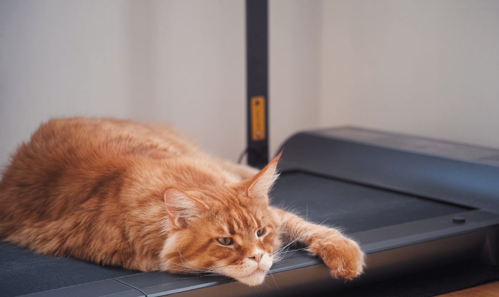 6-Awesome-Cat-Exercise-Wheels-that-will-blow-your-mind