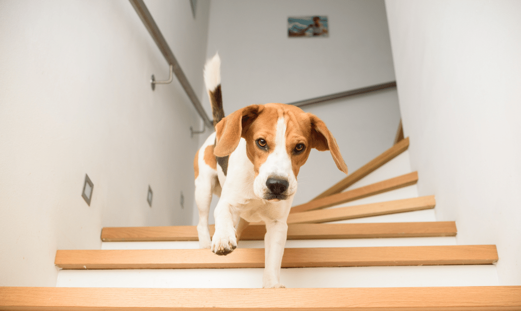 Buying a Home With Pets