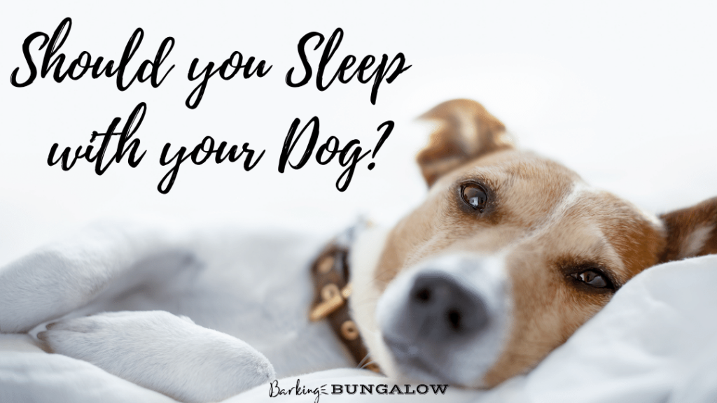Should you Sleep with your Dog?