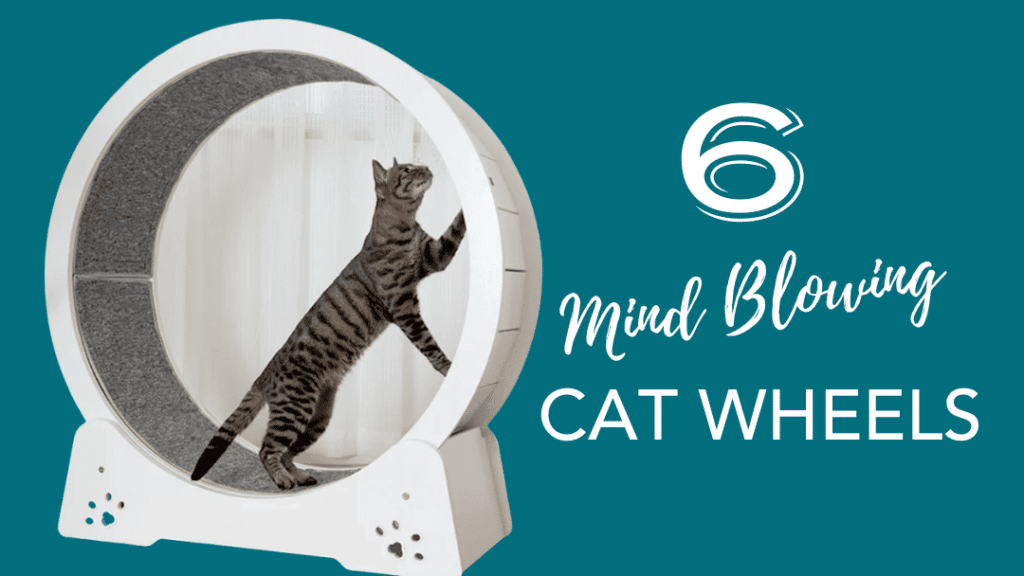 Cat Exercise Wheels