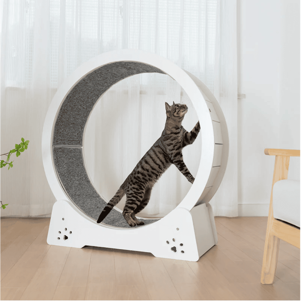 cat exercise wheel white