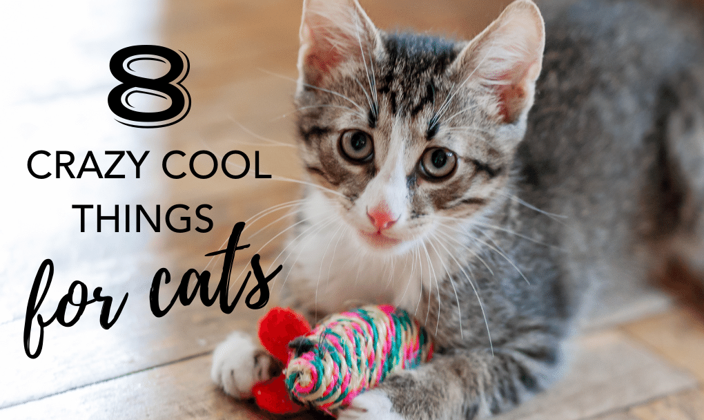 Cool Cat Stuff – 8 Crazy Finds You Need Right Now!