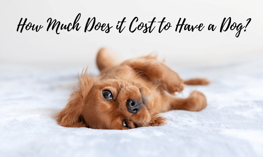 How Much Does it Cost to Have a Dog?