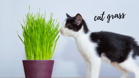 houseplants safe for cats