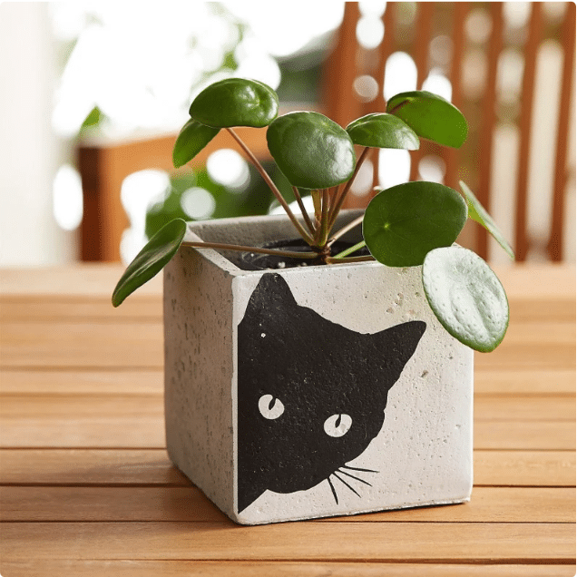 Cat Planters