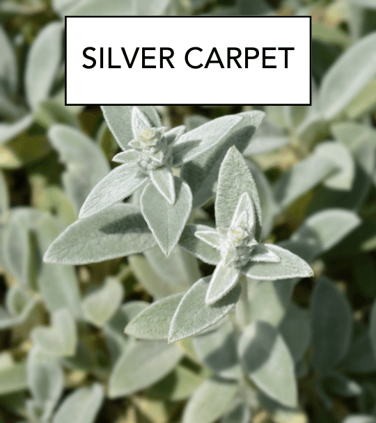 SILVER CARPET