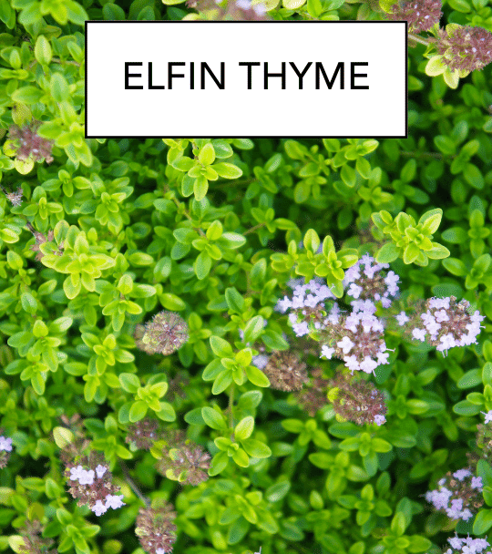 ELFIN THYME