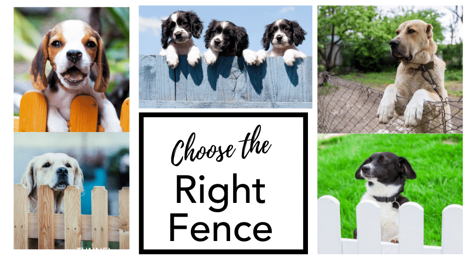 Fences - dog-friendly backyard