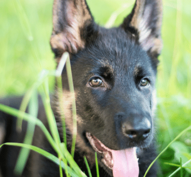 German Shepard