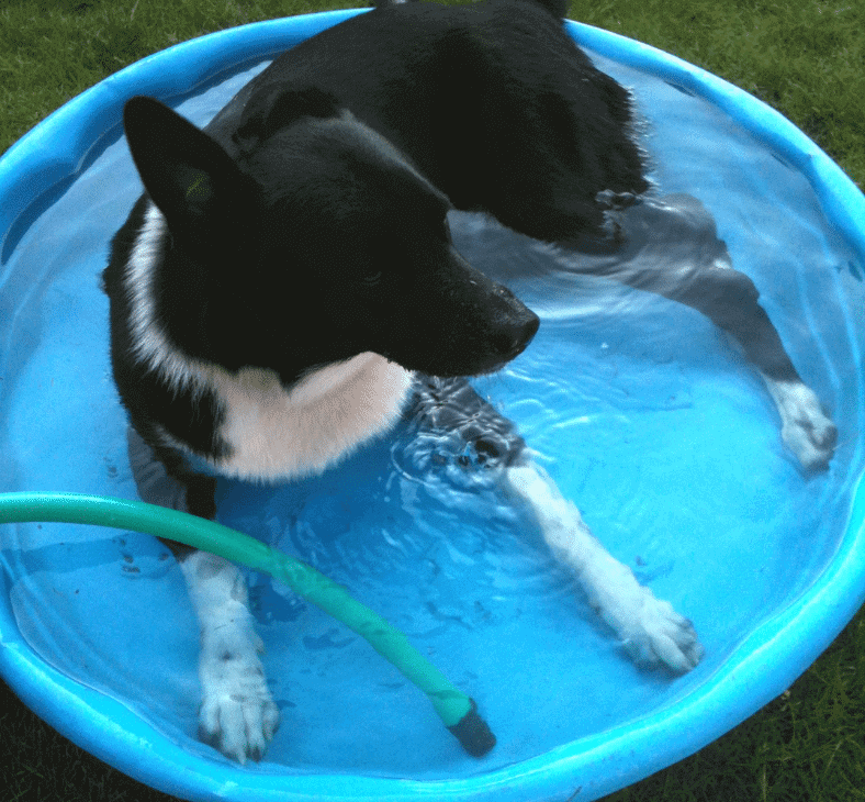 Doggie pool