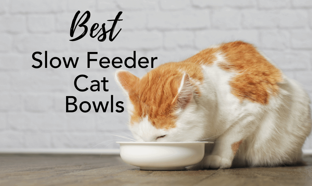 Best slow feeder outlet cat bowl