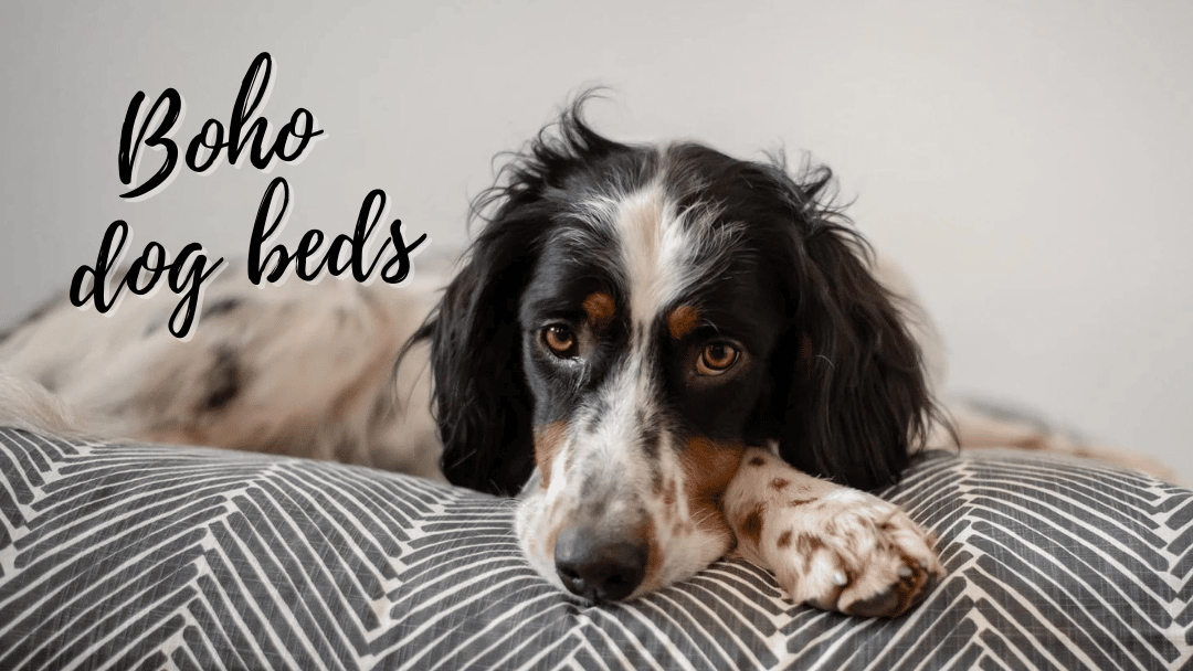 33 Boho Dog Beds