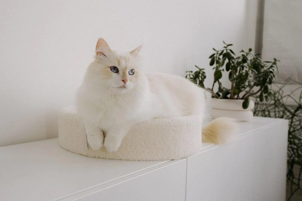 Cat on Japandi Pet Bed